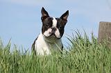 BOSTON TERRIER 343
